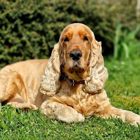 Schilz Semesterbostad *