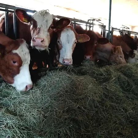 Schilz Semesterbostad Plütscheid