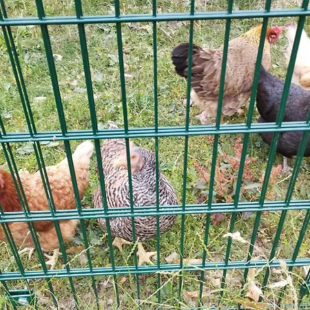 Schilz * Plütscheid