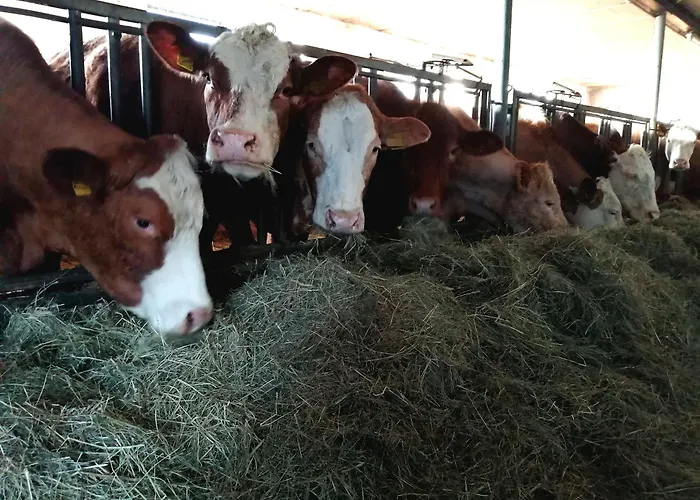 Schilz Semesterbostad Plütscheid